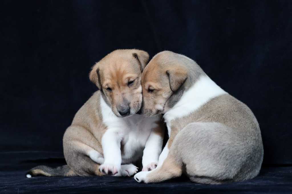 Hundeschule Wiesler Kurzhaarcolliezucht vom Isteiner Klotz Allerlei