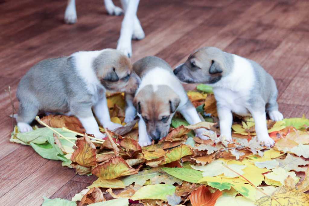 Hundeschule Wiesler Kurzhaarcolliezucht vom Isteiner Klotz Allerlei