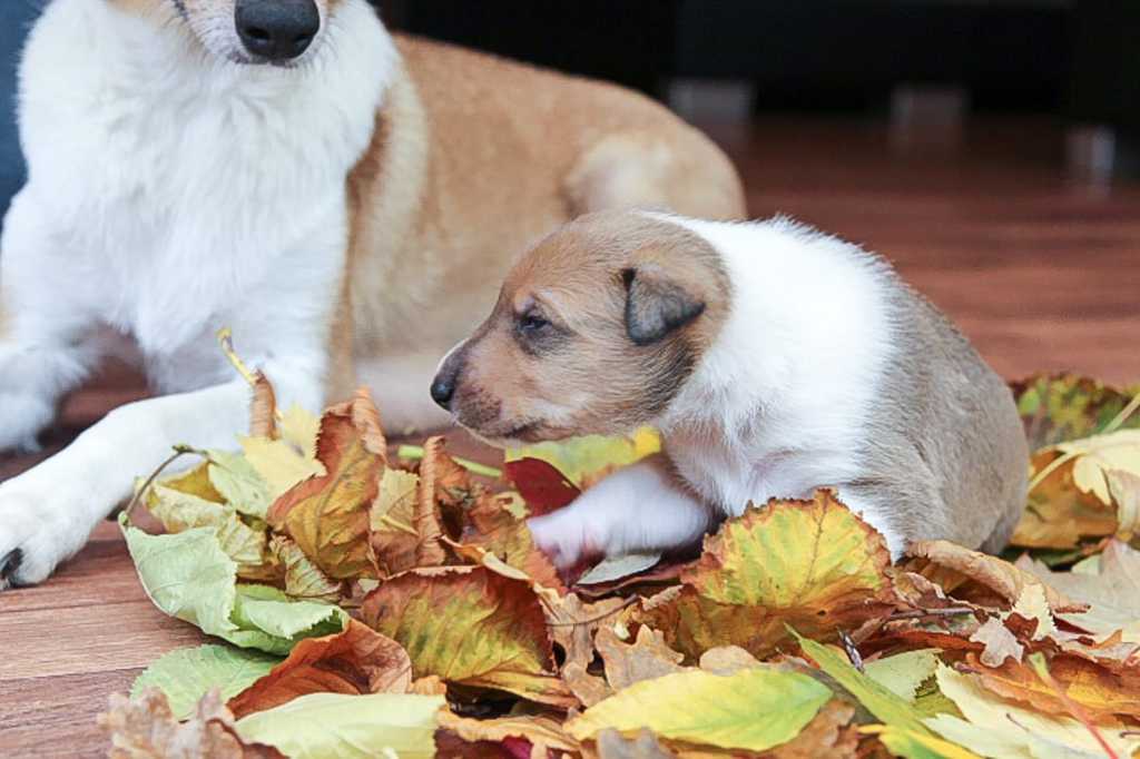 Hundeschule Wiesler Kurzhaarcolliezucht vom Isteiner Klotz Allerlei