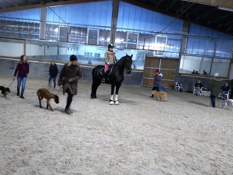 Hundeschule Wiesler Kurzhaarcolliezucht vom Isteiner Klotz Allerlei